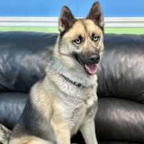 Thumbnail photo of Dante #1