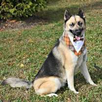 Thumbnail photo of Dante #2