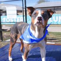 Thumbnail photo of Bugster #2