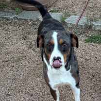 Thumbnail photo of Bugster #3