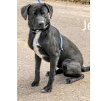 Thumbnail photo of Deputy Dawgs: Jesse (CP) #1