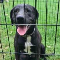 Thumbnail photo of Deputy Dawgs: Jesse (CP) #2