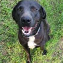 Thumbnail photo of Deputy Dawgs: Jesse (CP) #3