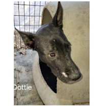 Thumbnail photo of Deputy Dawgs: Dottie (CP) #1