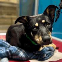 Thumbnail photo of Piper (Pipper) #1