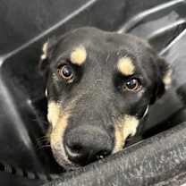 Thumbnail photo of Piper (Pipper) #2