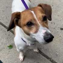 Thumbnail photo of Jax* #1