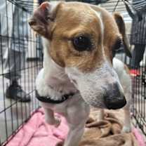 Thumbnail photo of Jax* #3