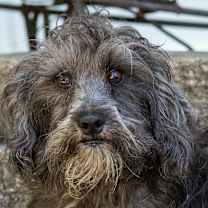 Thumbnail photo of Schnoodle Shep #1