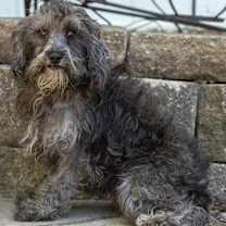 Thumbnail photo of Schnoodle Shep #3