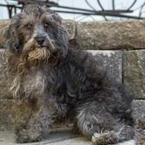 Thumbnail photo of Schnoodle Shep #4