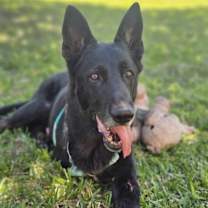 Thumbnail photo of Woofy #1