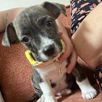 Thumbnail photo of Cactus #1