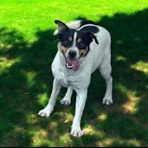 adopt-pet