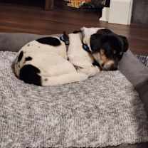 Thumbnail photo of Cody #2