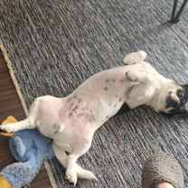 Thumbnail photo of Cody #3