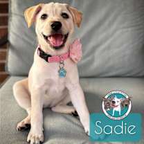 Thumbnail photo of Sadie Rae Dixie #1