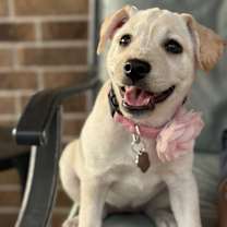 Thumbnail photo of Sadie Rae Dixie #4