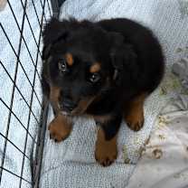 adopt-pet