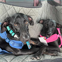 Thumbnail photo of Drew #3