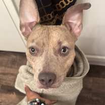 Thumbnail photo of Luna #1