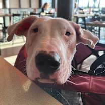 Thumbnail photo of Opus #2