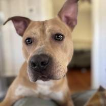 Thumbnail photo of Honey #2