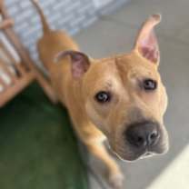 Thumbnail photo of Honey #3