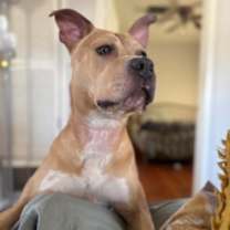 Thumbnail photo of Honey #4