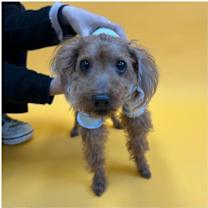 adopt-pet