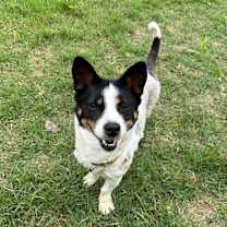 Thumbnail photo of Haemil #4