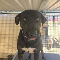 Thumbnail photo of Rufus #2