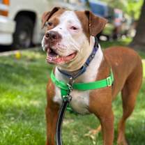 Thumbnail photo of Derby #2