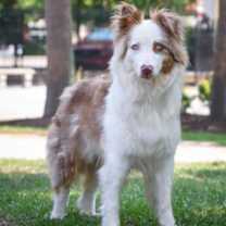 Thumbnail photo of 90126a Boba Milk Tea #1