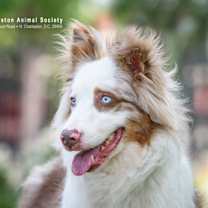 Thumbnail photo of 90126a Boba Milk Tea #3