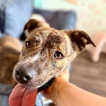 Thumbnail photo of Scrappy Doo the goof who loves you #1