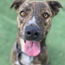 Thumbnail photo of Scrappy Doo the goof who loves you #2