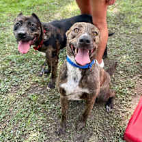 Thumbnail photo of Scrappy Doo the goof who loves you #3