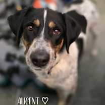 Thumbnail photo of Alicent #1