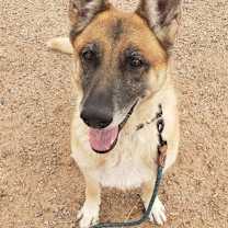 adopt-pet