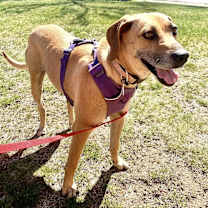 Thumbnail photo of Lexie #3