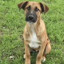 Thumbnail photo of Archie #1