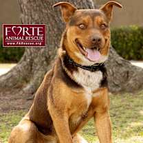 Thumbnail photo of Canelo #3