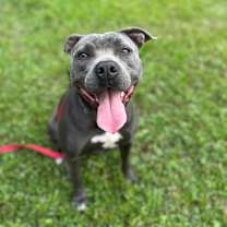 Thumbnail photo of Gazelle #1