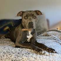 Thumbnail photo of Gazelle #2