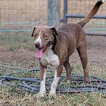 Thumbnail photo of Macchiato #4