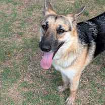 Thumbnail photo of Sweet Sammy #2