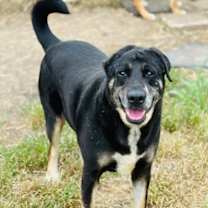 Thumbnail photo of Enzo #1