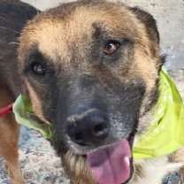 Thumbnail photo of Leon (Israel) sv #1