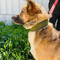 Thumbnail photo of Leon (Israel) sv #3